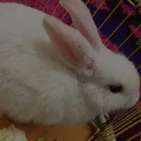 خرگوش سفید و شکمو و بامزه.ماده،(با قلاده و قفس)