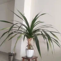 گل پاندانوس