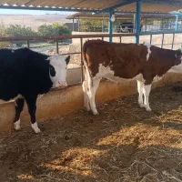 گوساله ماده سیمینتال|حیوانات مزرعه|ایوان, |دیوار