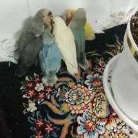 طوطی برزیلی سرلاکی ، توضیحات رو بخونید