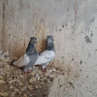 کبوتر سینه آبی|پرنده|رشت, بلوار گیلان|دیوار