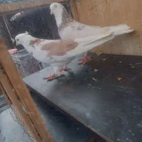 کفتر کفتر بازی