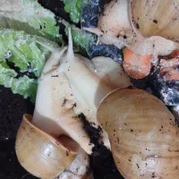 حلزون|خزنده|زنجان, |دیوار