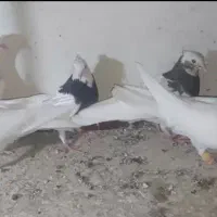 کبوتر طوقی