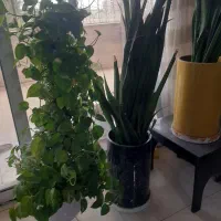 گل طبیعی آپارتمانی واستندسالم چوب روس pvc شرکتی