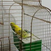 یک جفت مرغ عشق|پرنده|سیرجان, |دیوار