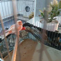 قناری موزاییکی|پرنده|مبارکه, |دیوار