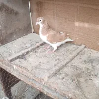 6عدد صید و کفتر بوم|پرنده|مشهد, کارمندان دوم|دیوار