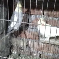 عروس هلندی مولد زعفرانی|پرنده|بناب, |دیوار