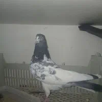 کفتر یا کبوتر