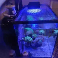 مرجان آب شور|ماهی|ری, دیلمان|دیوار