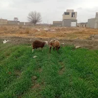 گوسفند خونی در هر ساعت از همه روزه|حیوانات مزرعه|مشهد, سیس‌آباد|دیوار