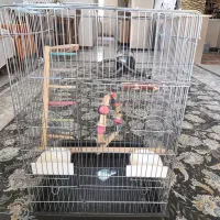 قفس عروس هلندی