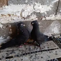 زاغ آبادانی نرو ماده چشمو نوک سفید|پرنده|ایذه, |دیوار