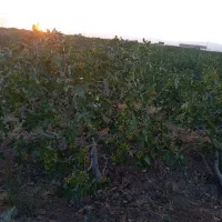 ترکه پسته