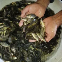 بچه ماهی قزل آلا،بچه ماهی کپور،آمور، پرورش ماهی|ماهی|هشتگرد, قاسم آباد بزرگ|دیوار