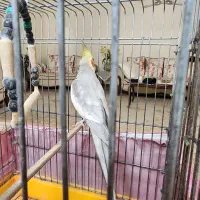 عروس هلندی نر|پرنده|تهران, هفده شهریور|دیوار