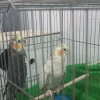 جفت عروس مولد