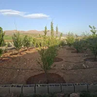 باغچه با درخت ثمری خان زنیان