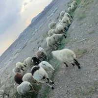 میش همراه بره|حیوانات مزرعه|بافت, |دیوار