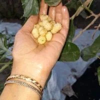 زعفران. توت خشک و...محصول خراسان|خوردنی و آشامیدنی|تهران, پرستار|دیوار
