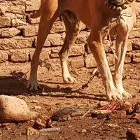 جهت گله ای واگذارمیگردد