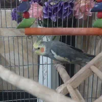 عروس هلندی گمشده