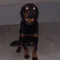 واگذاری توله رتوایلر ماده|سگ|پاکدشت, پاکدشت (مامازند)|دیوار