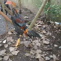 جوجه خروس اوشامو پشت اتیشی(لاری)