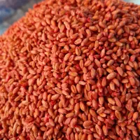 گندم اوکلید (قلچیقلی) بذر بوجاری شده اماده