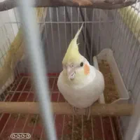 عروس هلندی نر