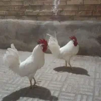 خروس آواز خان سفید