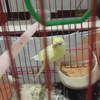 مرغ عشق تخم گذار  پول لازم