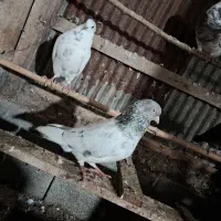 کبوتر پاکستانی کله الماسی