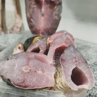 ماهی کردستان سد و رودخانه