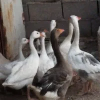 فروش غاز و مرغ خروس