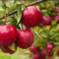 تولید و عرضه انواع نهال های زینتی و صنوبر