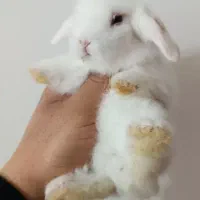 خرگوش لوپ منیاتوری سوپرفلت