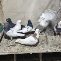 کبوتر رنگه پرشی نر