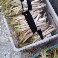 کنگر خوب وتازه ترتت