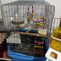 قفس سالم|لوازم جانبی حیوانات|همدان, |دیوار