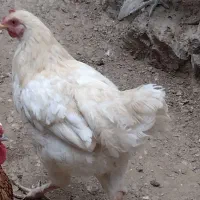 سالم یک ساله