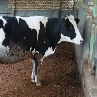 تلیسه سر سینه گاو