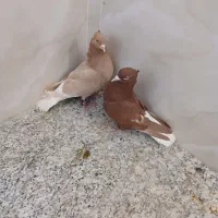 کبوتردم سفیدسینه ای ارشینگل