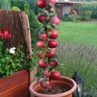 فروش انواع نهال اصلاح شده در نهالستان تک