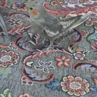 عروس هلندی|پرنده|شوش, |دیوار