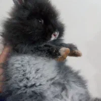 بچه خرگوش لوپ بلو|موش و خرگوش|قزوین, |دیوار