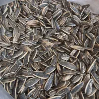 تخمه آفتاب گردان