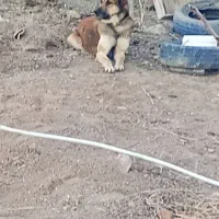 سگ سرابی توله|سگ|دشتابی, |دیوار