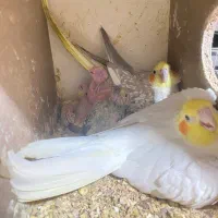 جفت مولد عروس